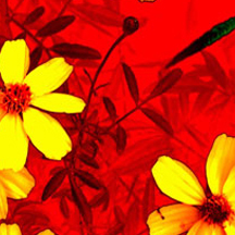 云呼试用三分钟